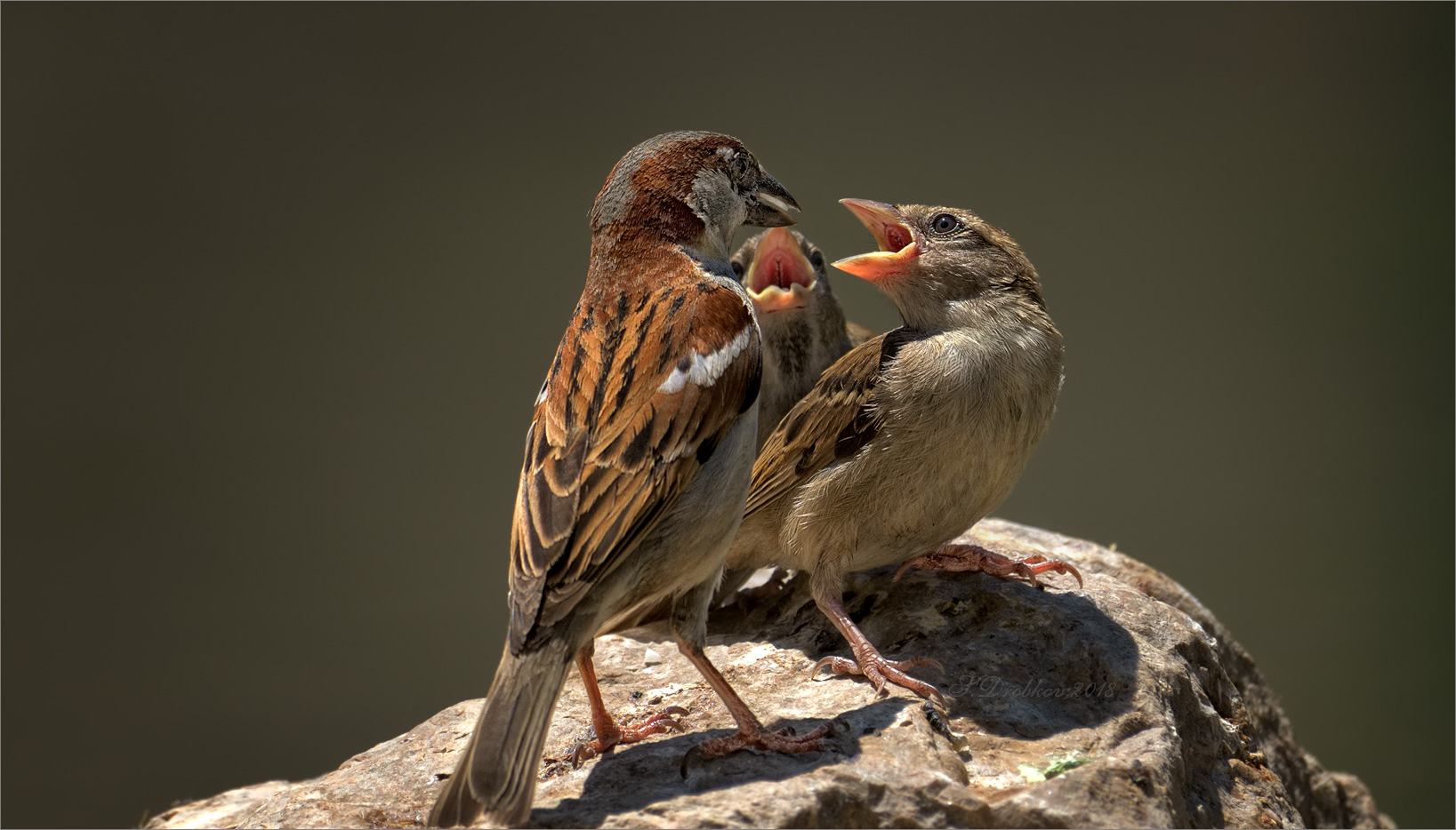 photo "Almuerzo" tags: nature, Europe, spring, wild animals, птицы, фауна