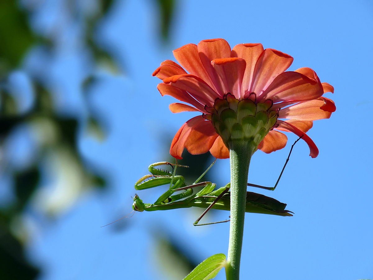 фото "Богомол Tenodera aridifolia, самка" метки: природа, насекомое