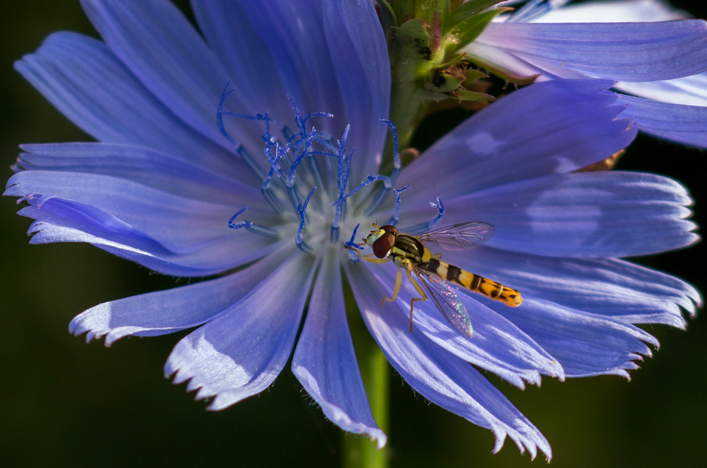 photo "***" tags: macro and close-up, 