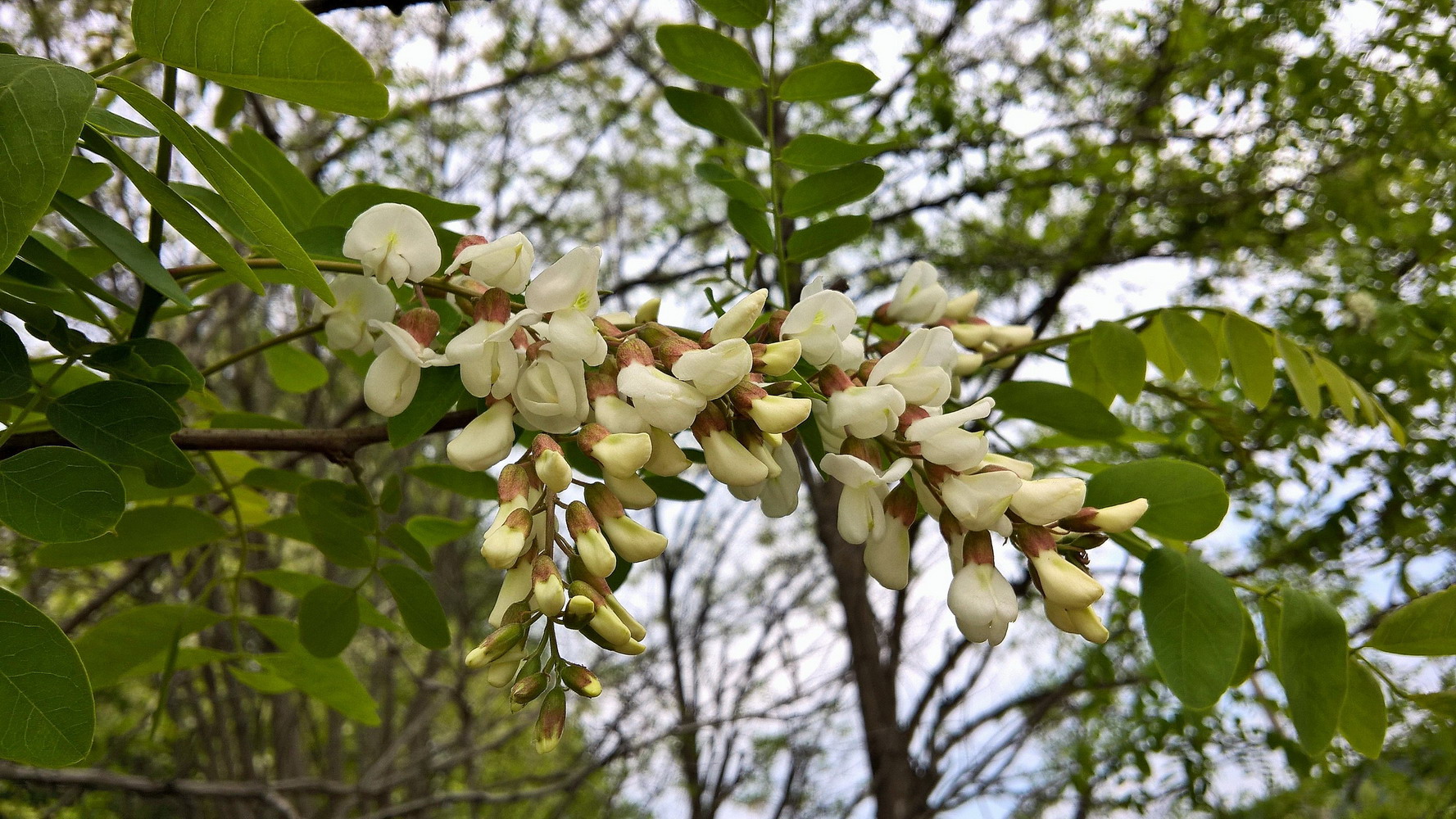 фото "Flowers_3" метки: , 