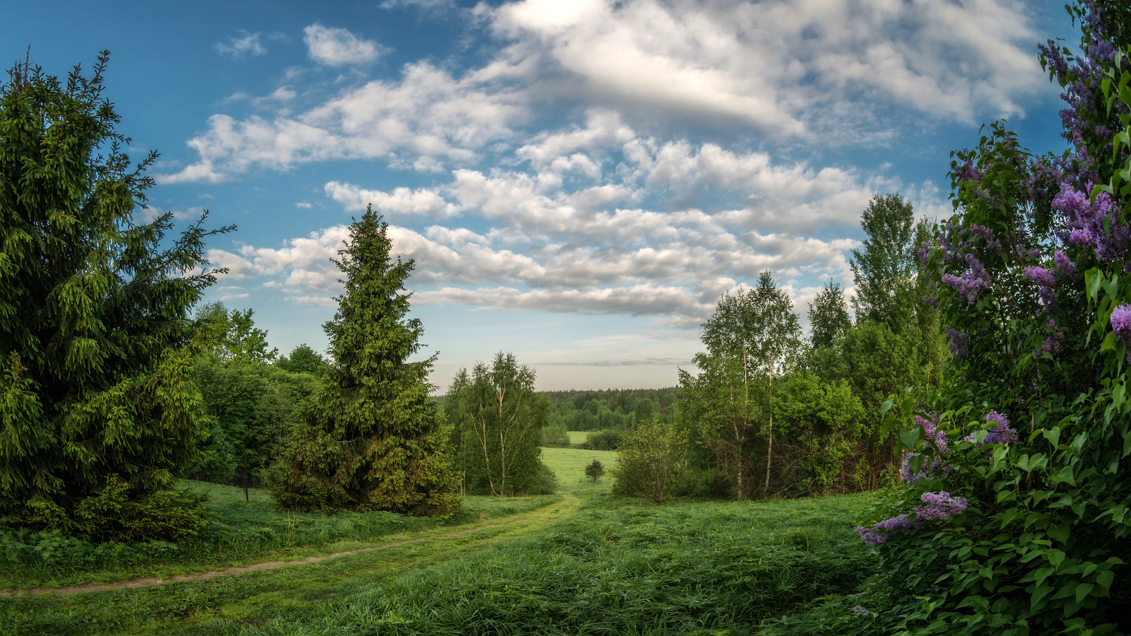 фото "сирень у дороги" метки: пейзаж, природа, 