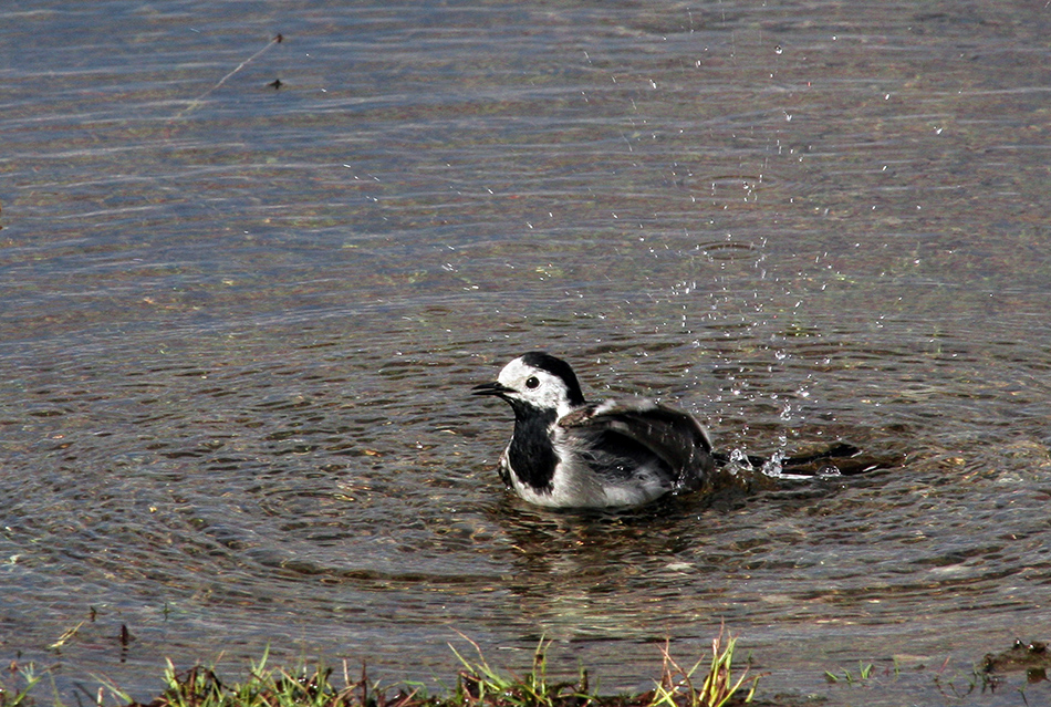 photo "Bathing ..." tags: nature, 