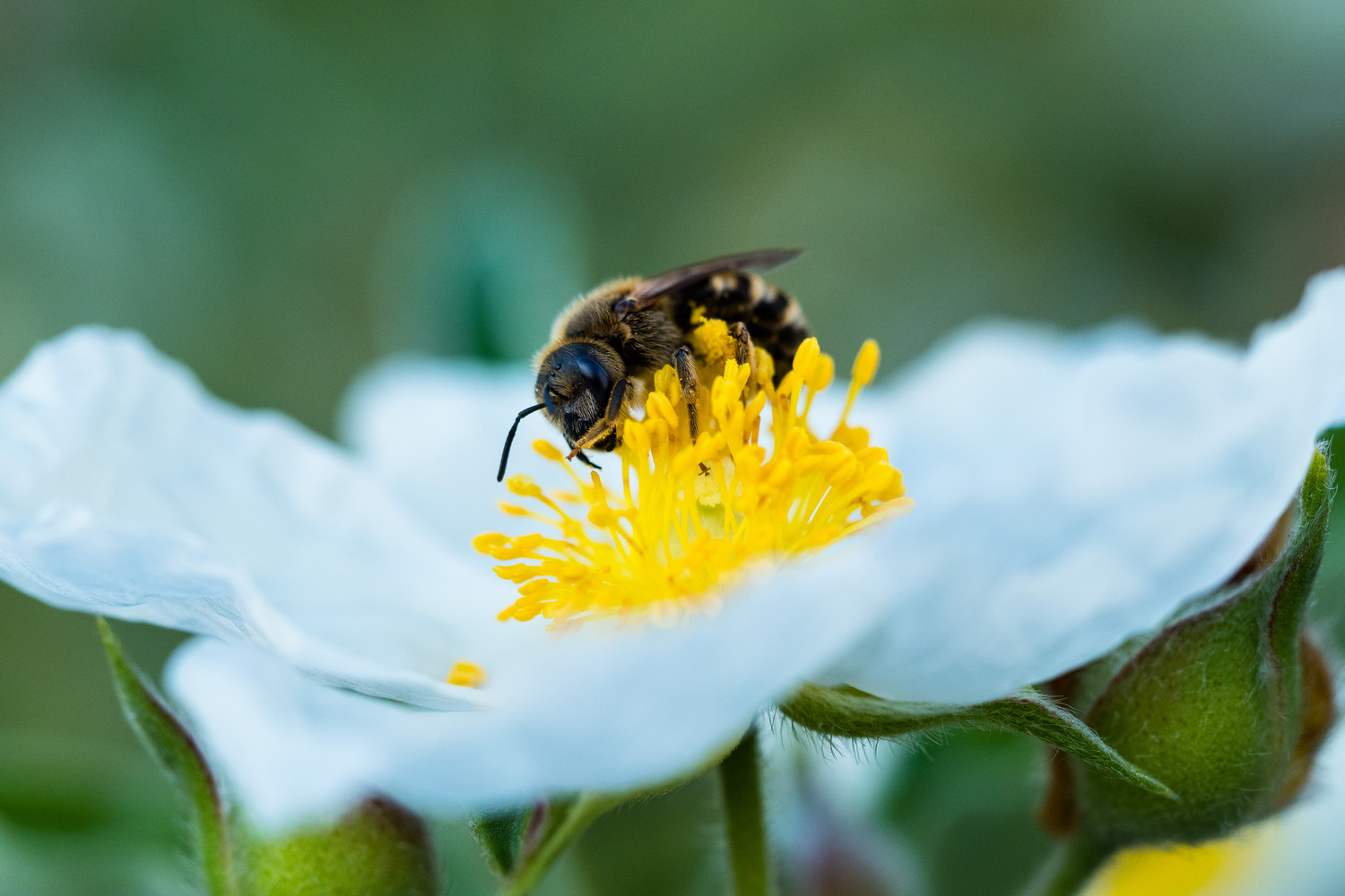 photo "***" tags: nature, Europe, flowers