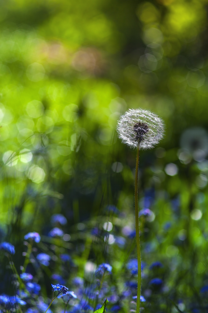 photo "***" tags: macro and close-up, 