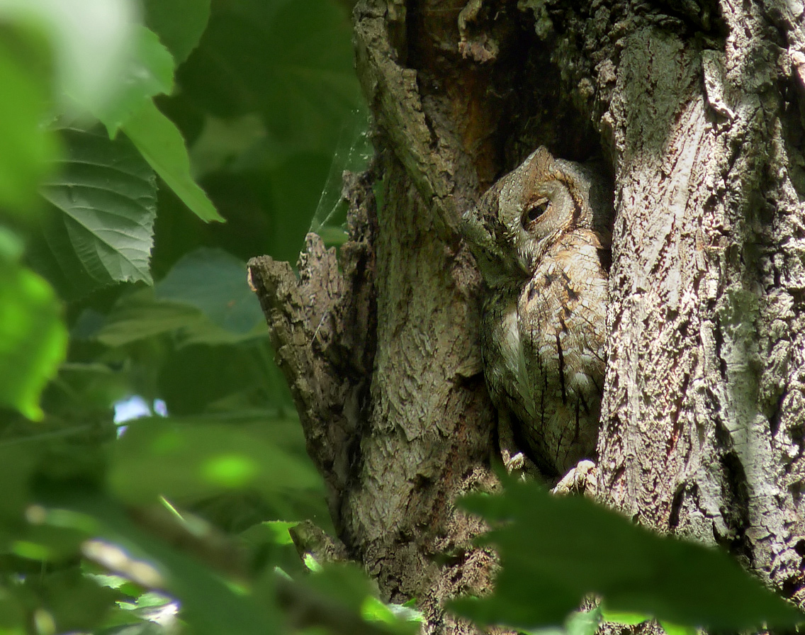 photo "***" tags: nature, macro and close-up, wild animals