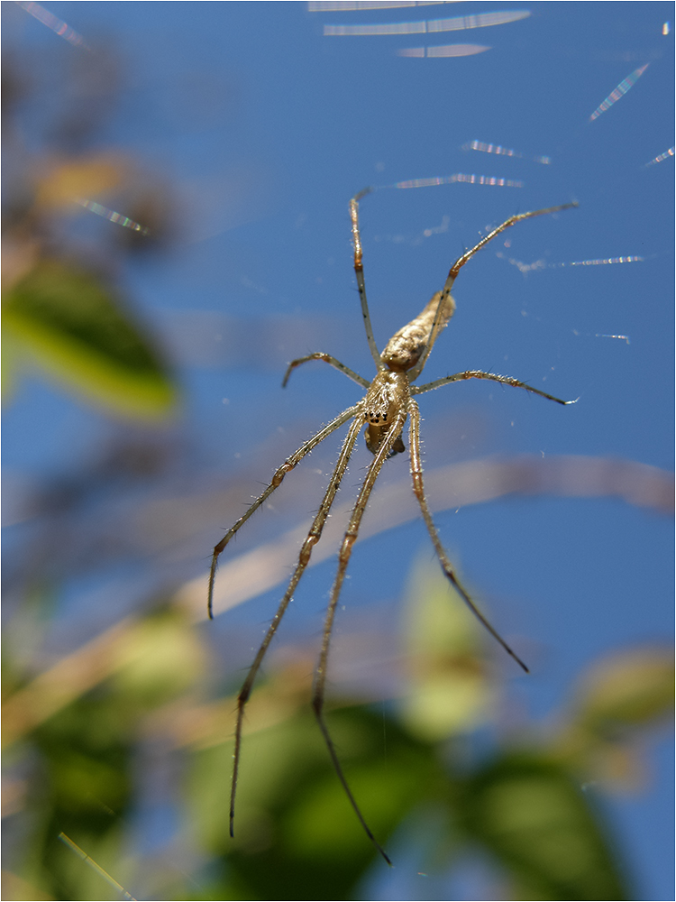 photo "***" tags: travel, nature, macro and close-up, grass, sky, spider, spring, листья, паутина