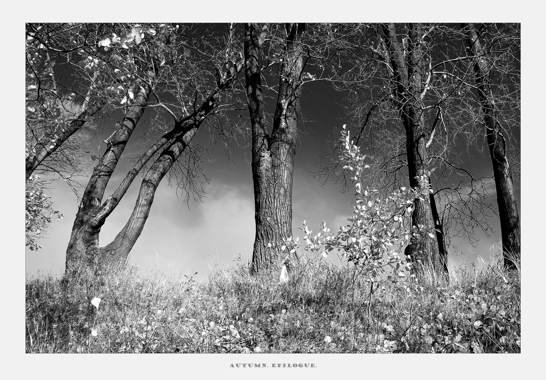 photo "***" tags: black&white, nature, autumn