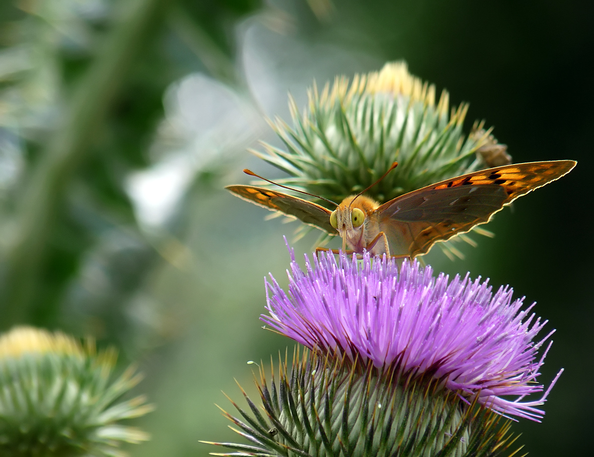 photo "***" tags: nature, macro and close-up, insect