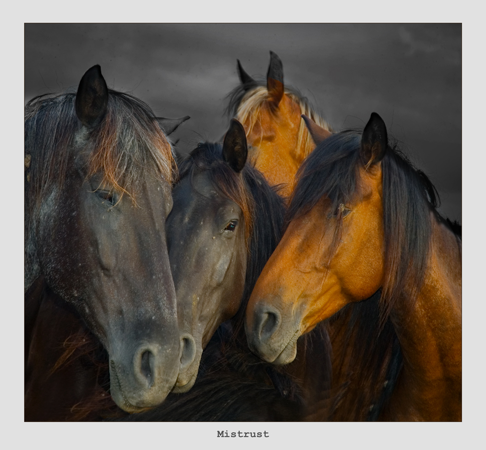 фото "Недоверие" метки: макро и крупный план, домашние животные