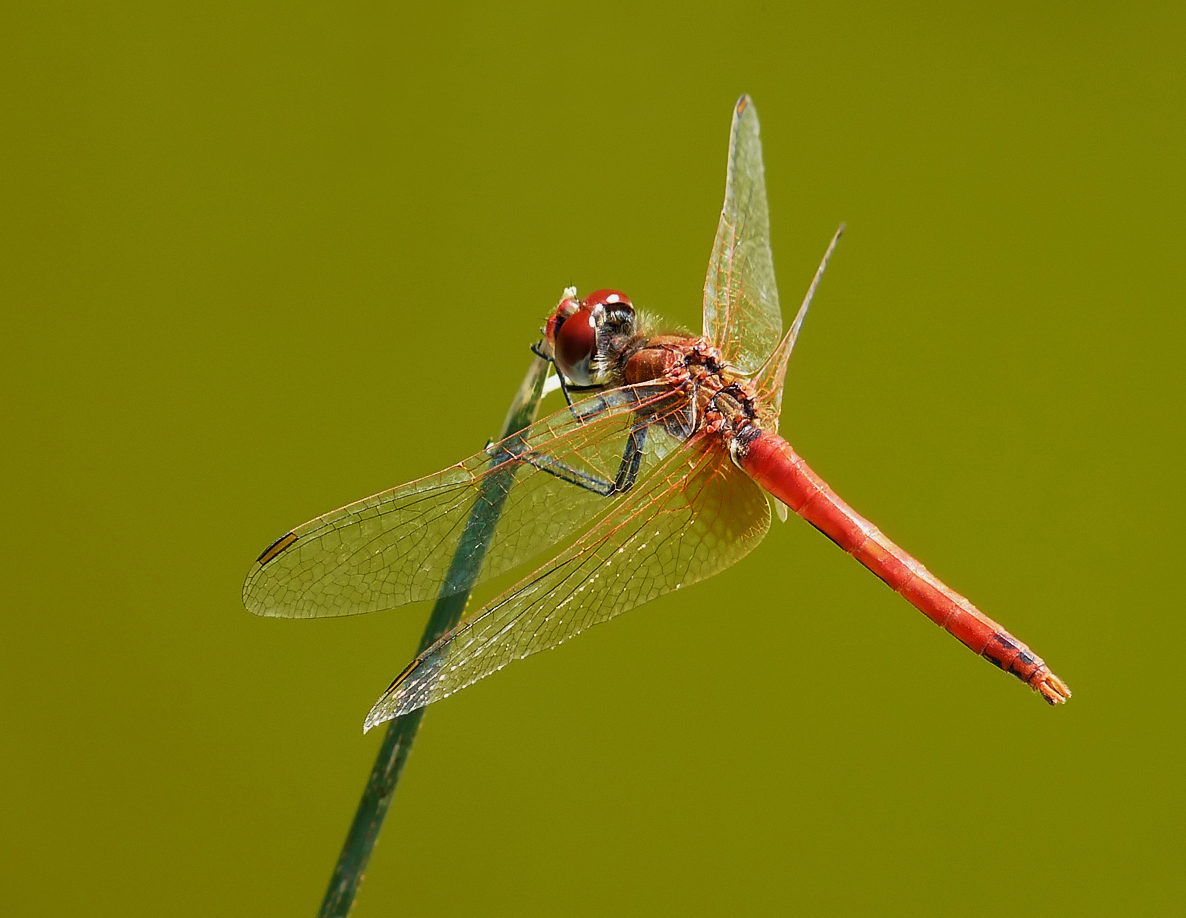 photo "***" tags: macro and close-up, insect