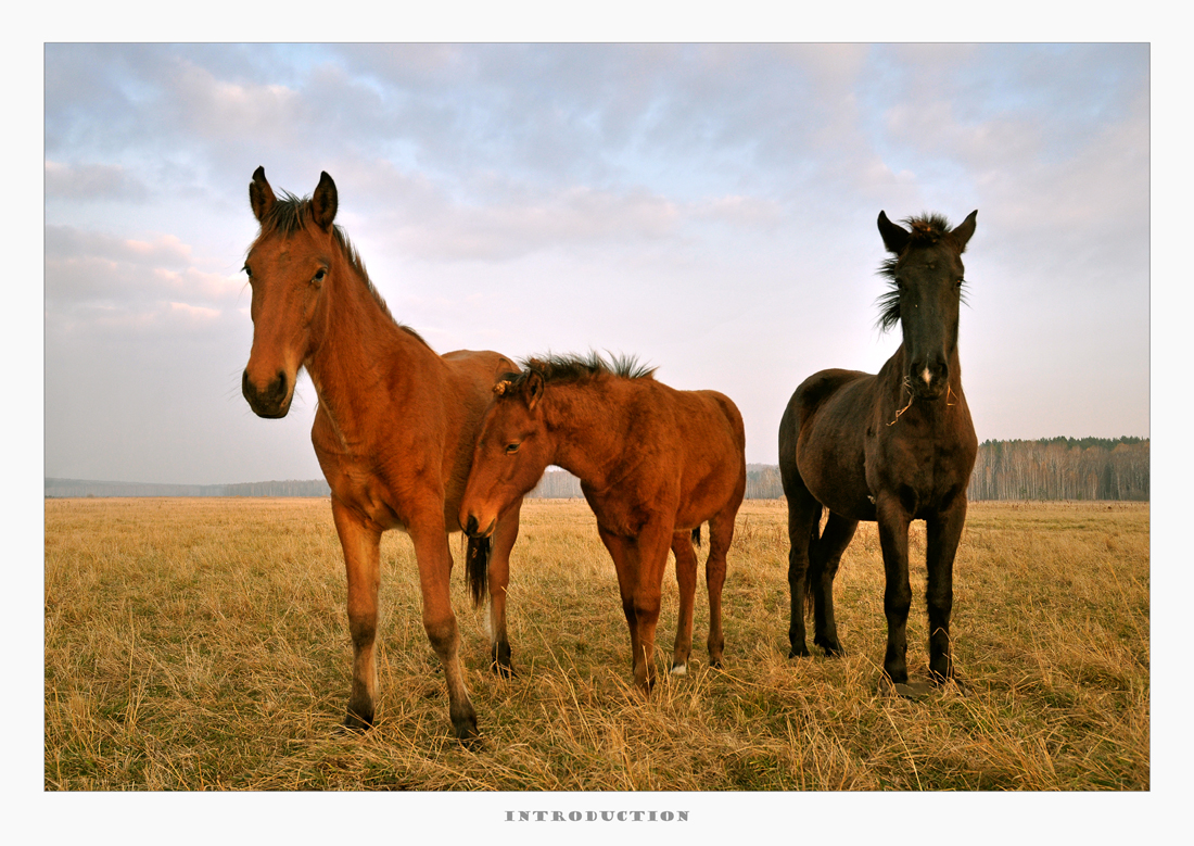 фото "Знакомство" метки: природа, жанр, домашние животные