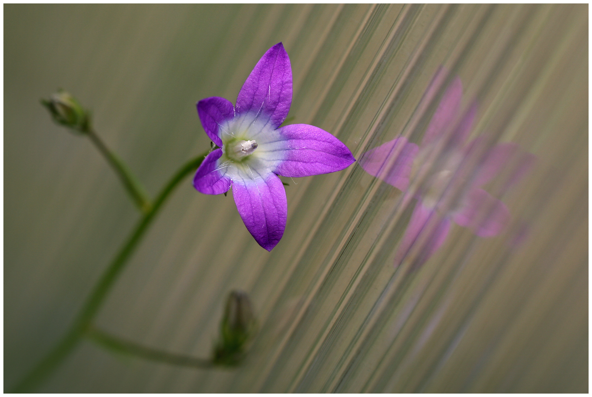 photo "The first bell" tags: nature, macro and close-up, 