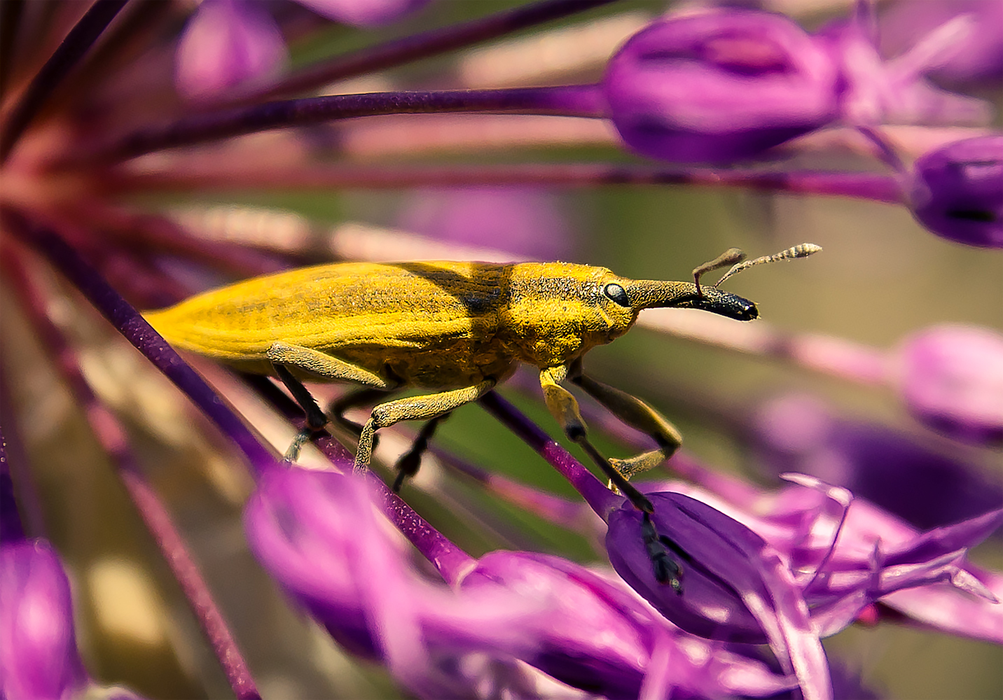 photo "***" tags: macro and close-up, 