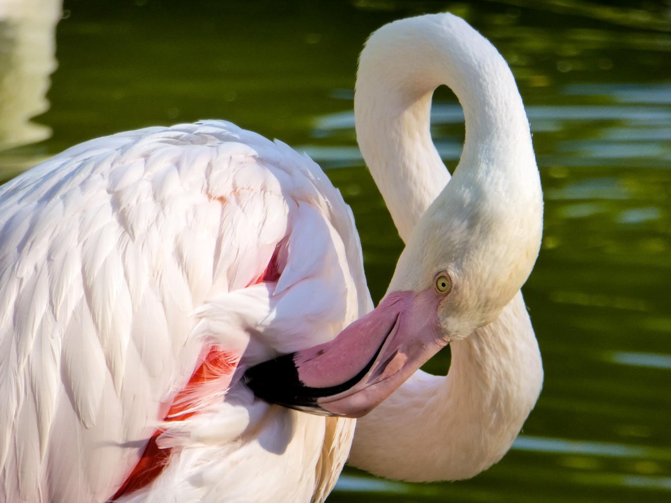 photo "***" tags: macro and close-up, 