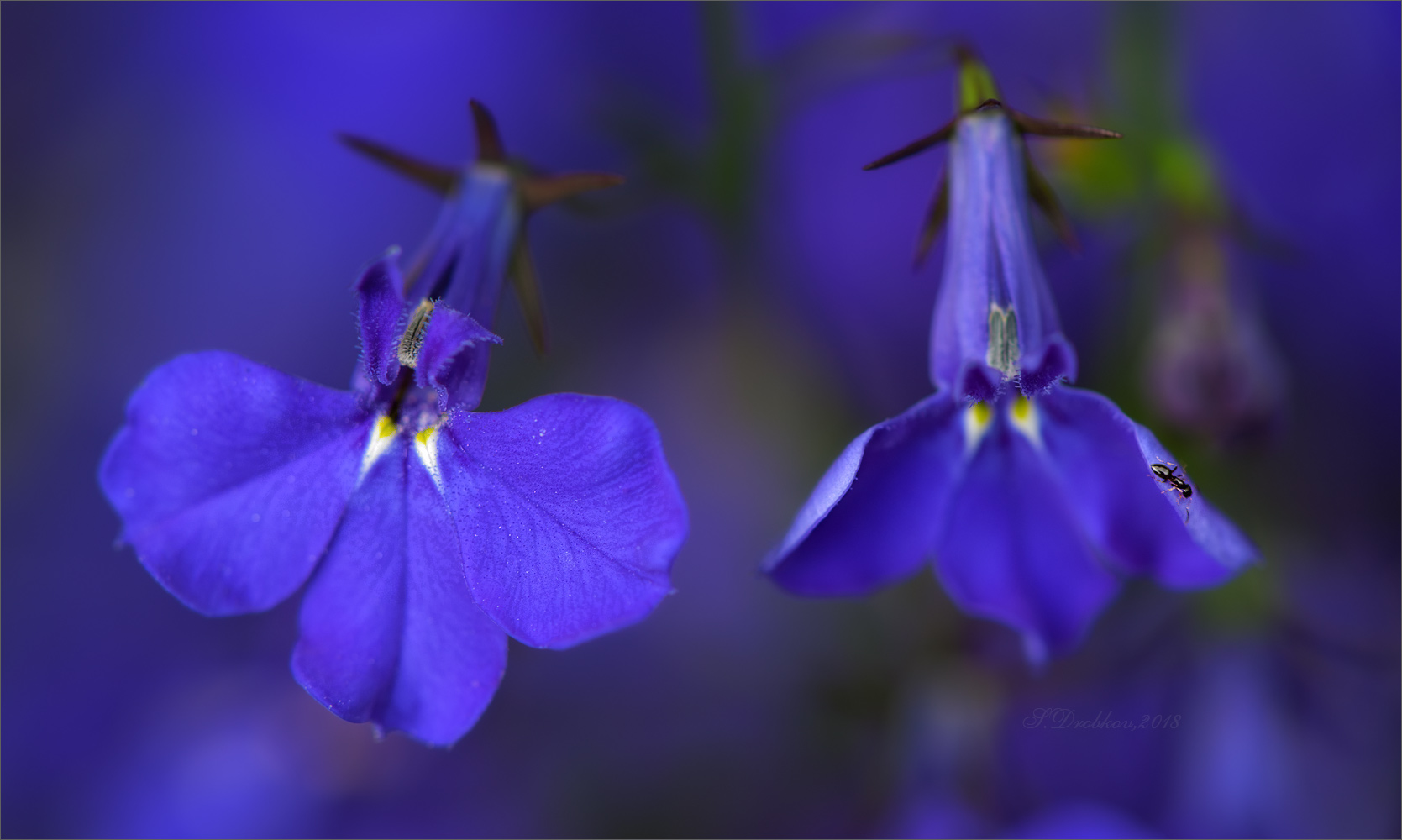 photo "Un mundo azul" tags: nature, macro and close-up, Europe, flowers, insect, spring, фауна, флора