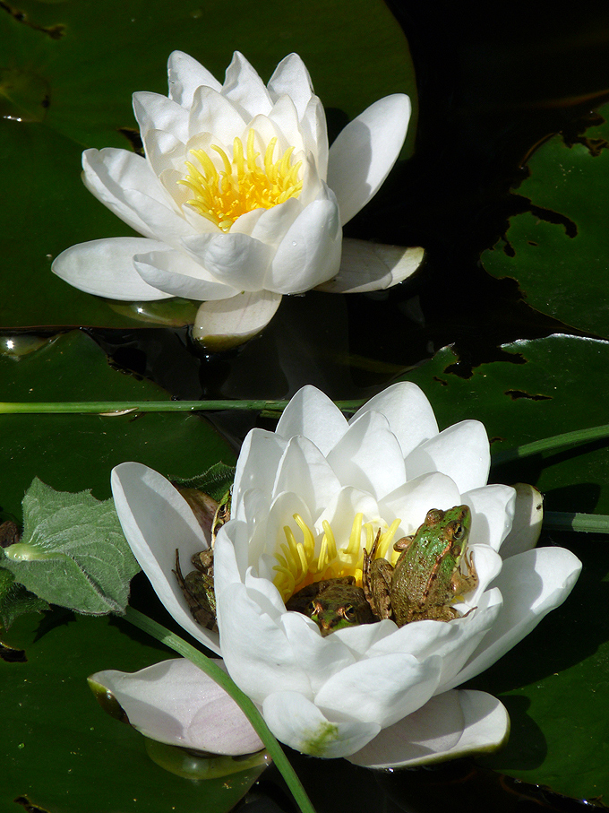 photo "***" tags: nature, flowers, water, wild animals