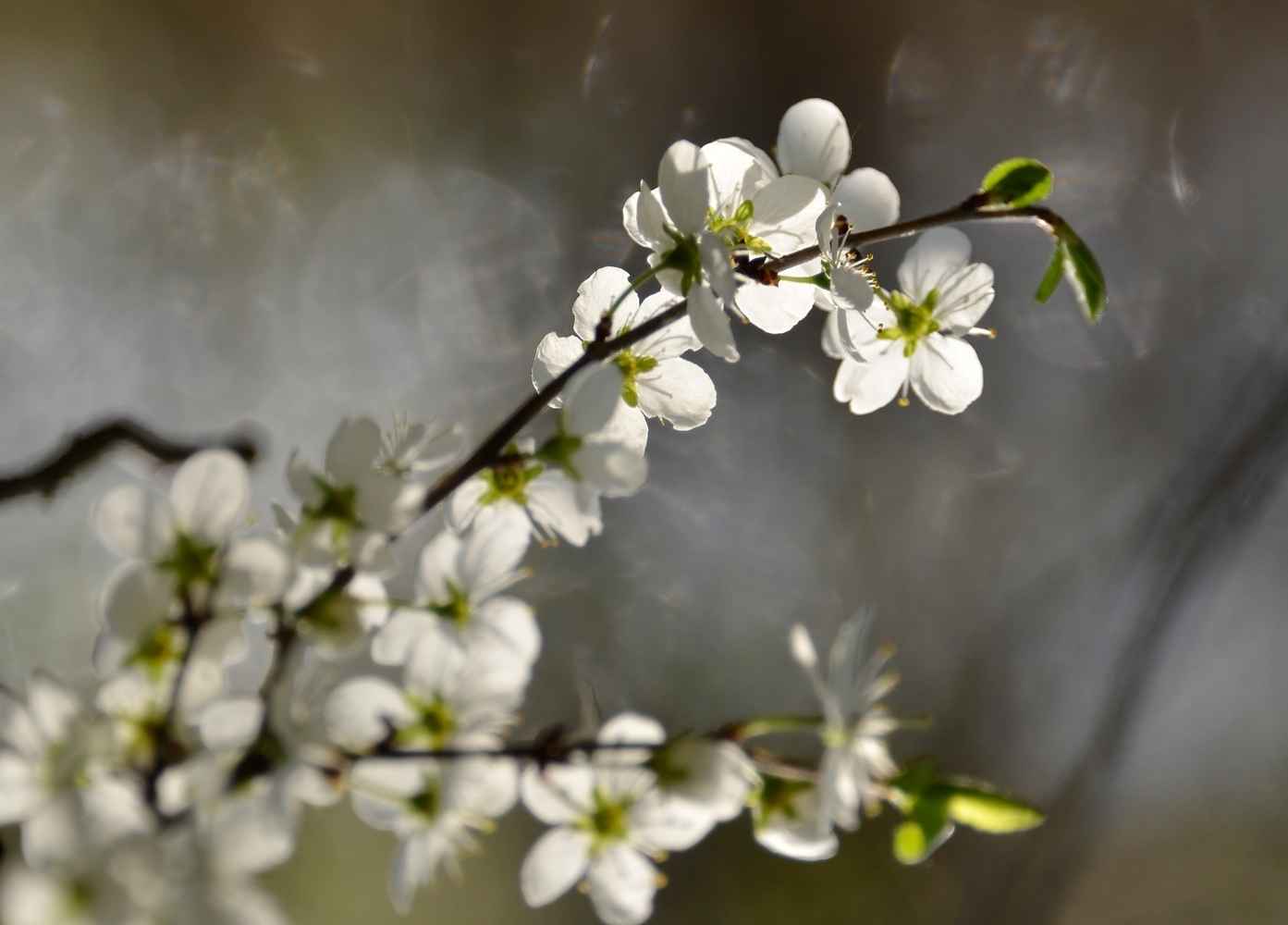 фото "Свет весны." метки: природа, весна, свет, цветение