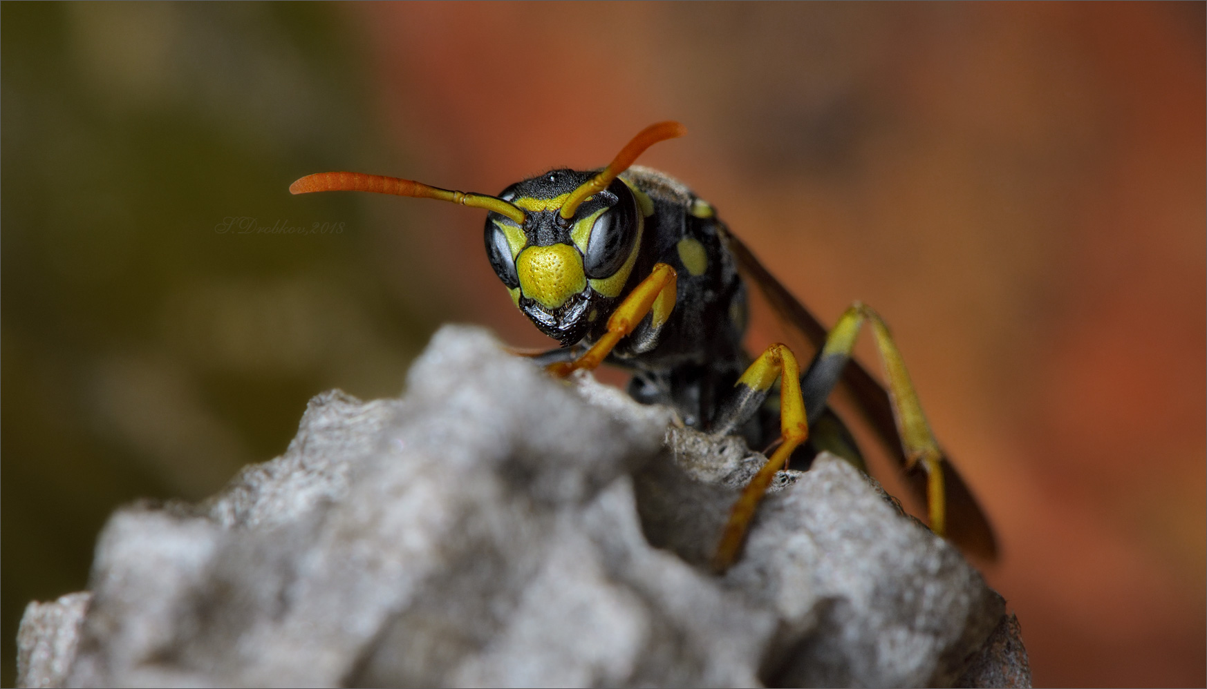 photo "Samurái" tags: nature, macro and close-up, Europe, insect, spring, wild animals, пчела