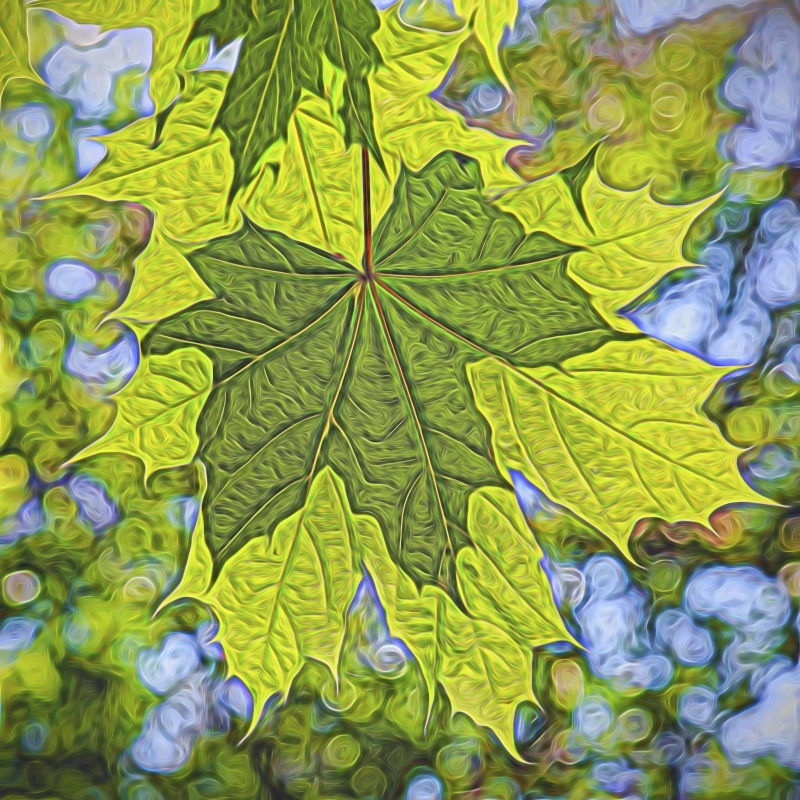 photo "Leaves" tags: nature, 