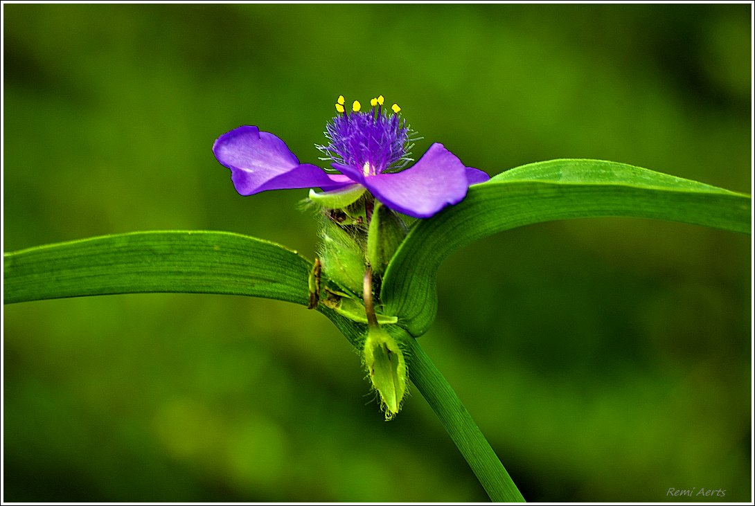 photo "***" tags: macro and close-up, nature, 