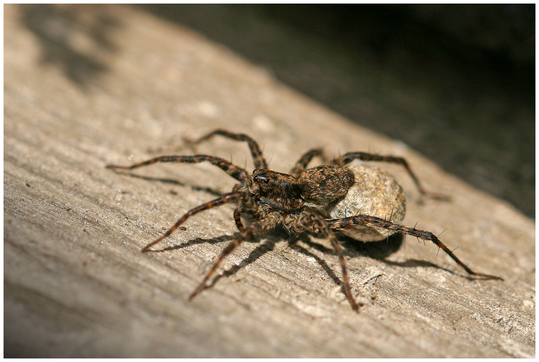 photo "Mobile kindergarten" tags: nature, macro and close-up, 