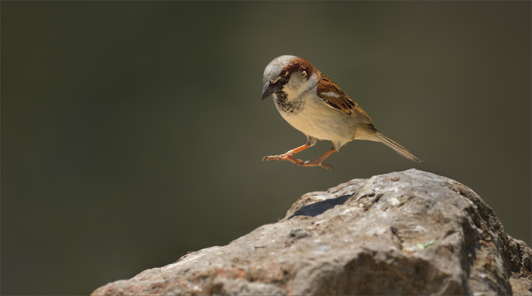 photo "Levitación" tags: nature, Europe, spring, wild animals, полдень, птицы, фауна