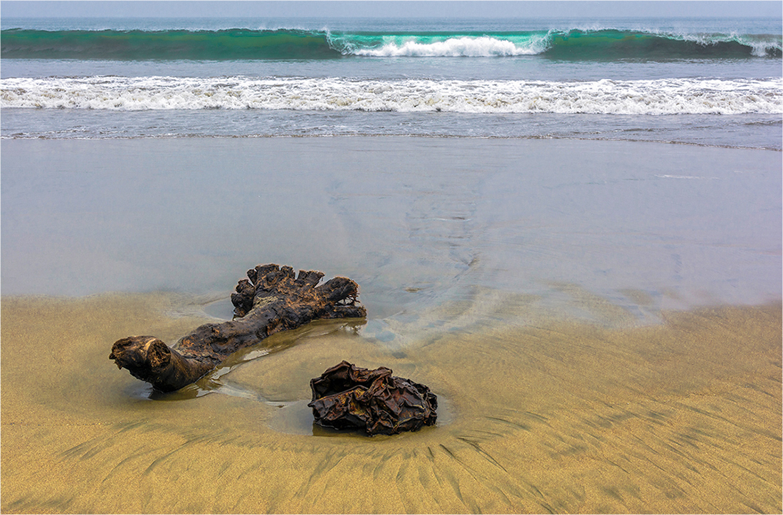 фото "Океан" метки: пейзаж, волны, дерево, океан, песок