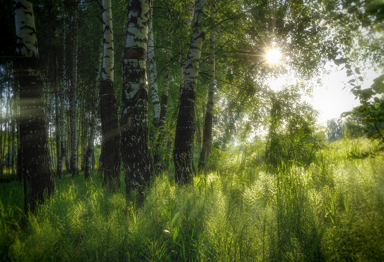 photo "***" tags: landscape, morning, park, summer, волхонка