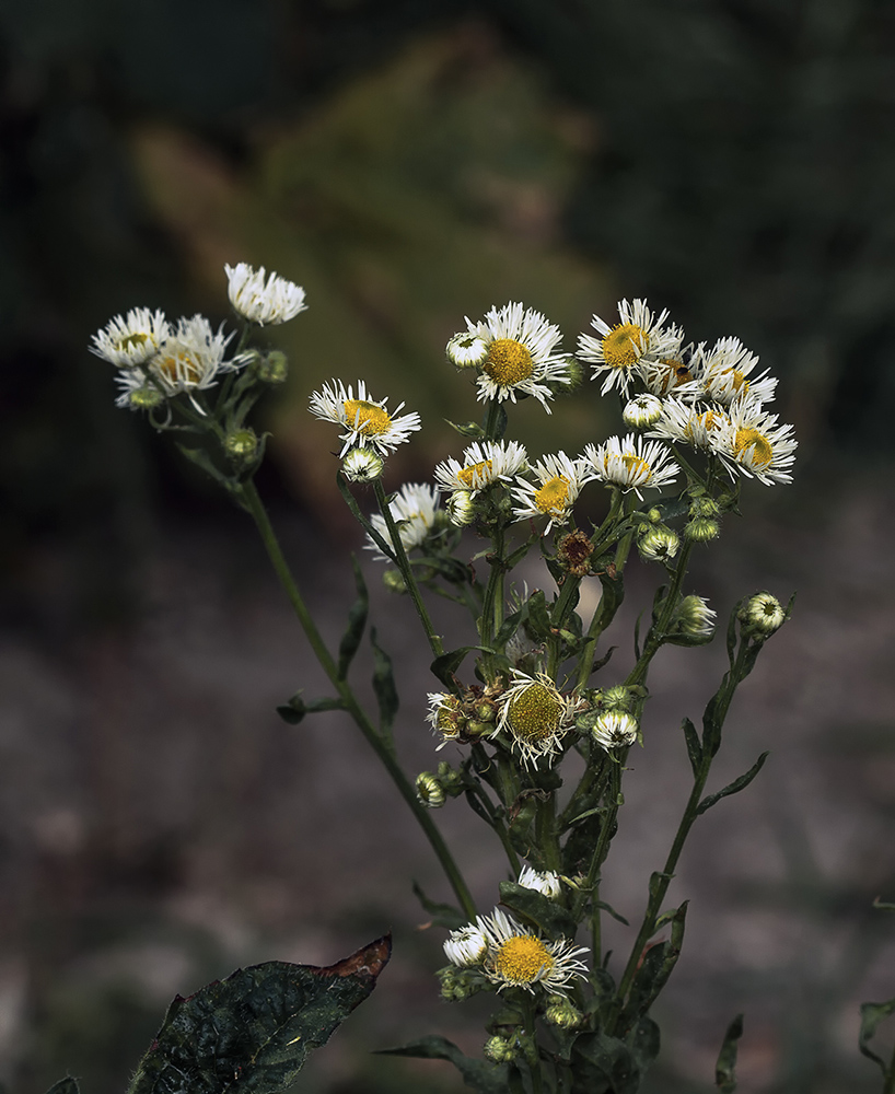 photo "***" tags: macro and close-up, nature, flowers, эригерон