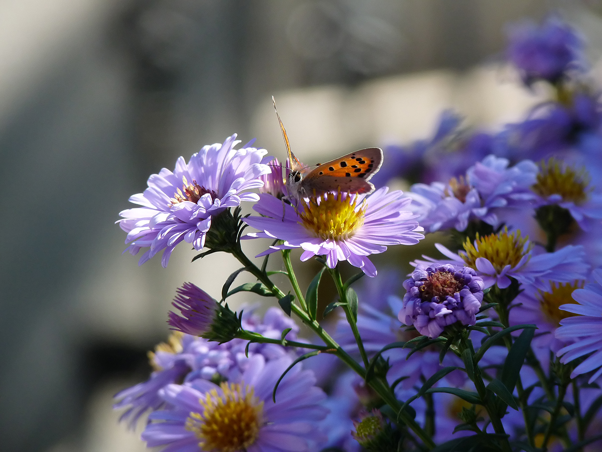 photo "***" tags: nature, flowers, insect