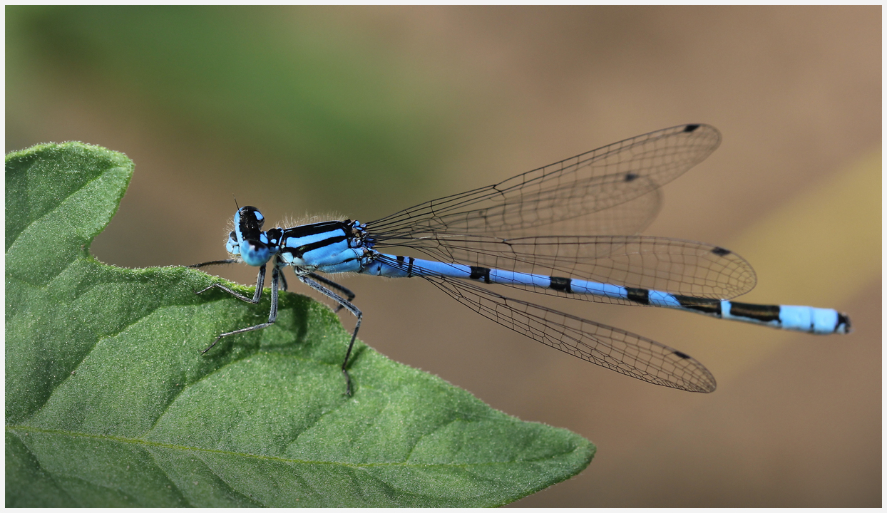 photo "Blue dragonfly" tags: nature, macro and close-up, 