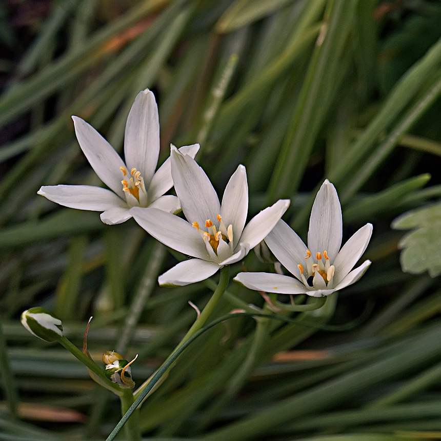 photo "Three sisters" tags: nature, macro and close-up, flowers