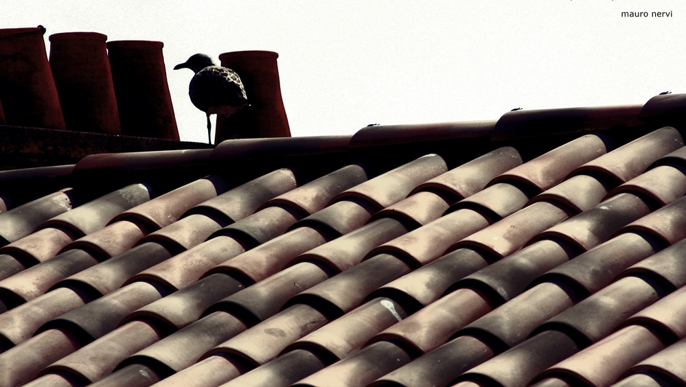photo "on the roof" tags: misc., 