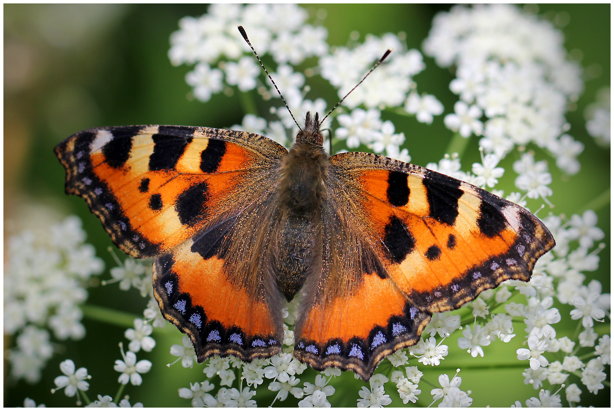 photo "Summer palette" tags: nature, macro and close-up, 