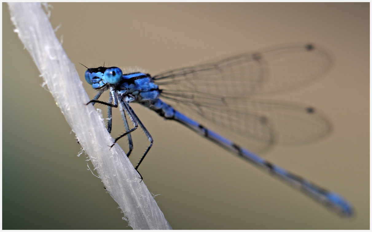 photo "Blue flag" tags: nature, macro and close-up, 