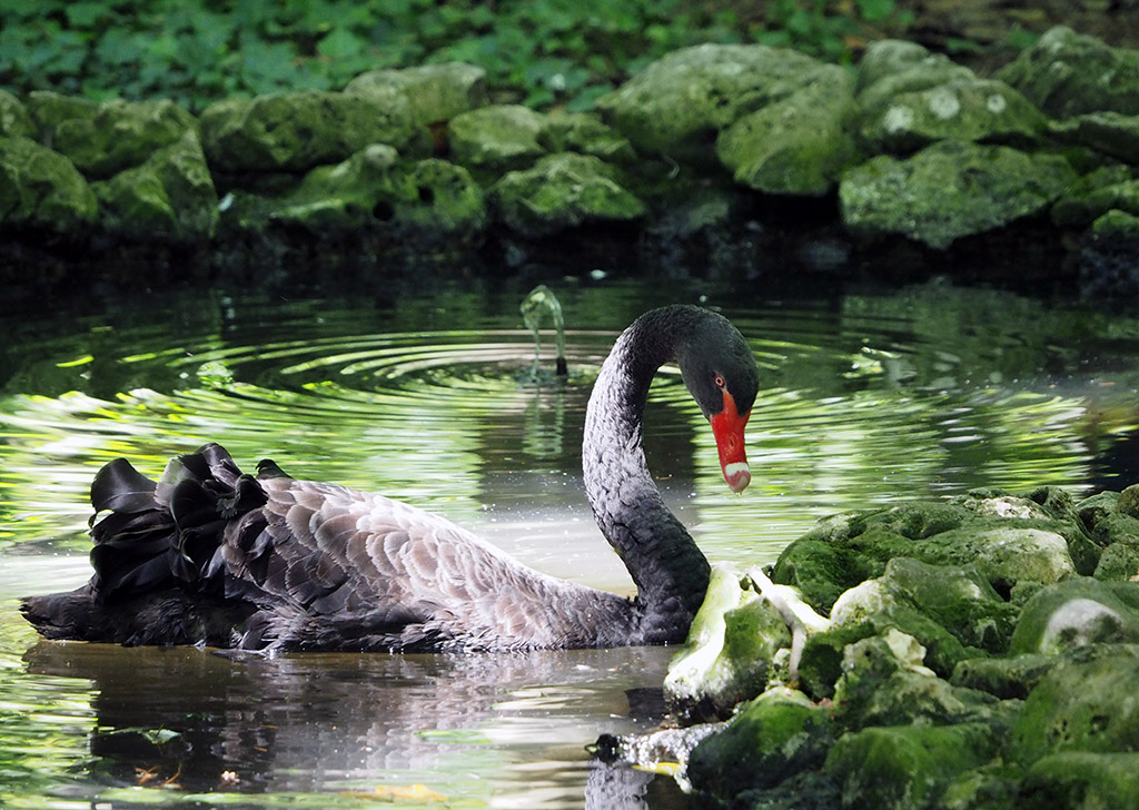 photo "The Black Swan" tags: nature, black swan
