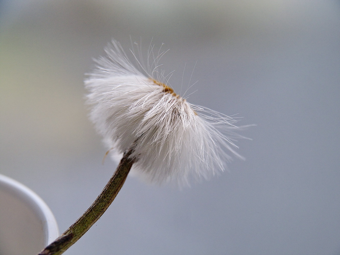 photo "***" tags: macro and close-up, 