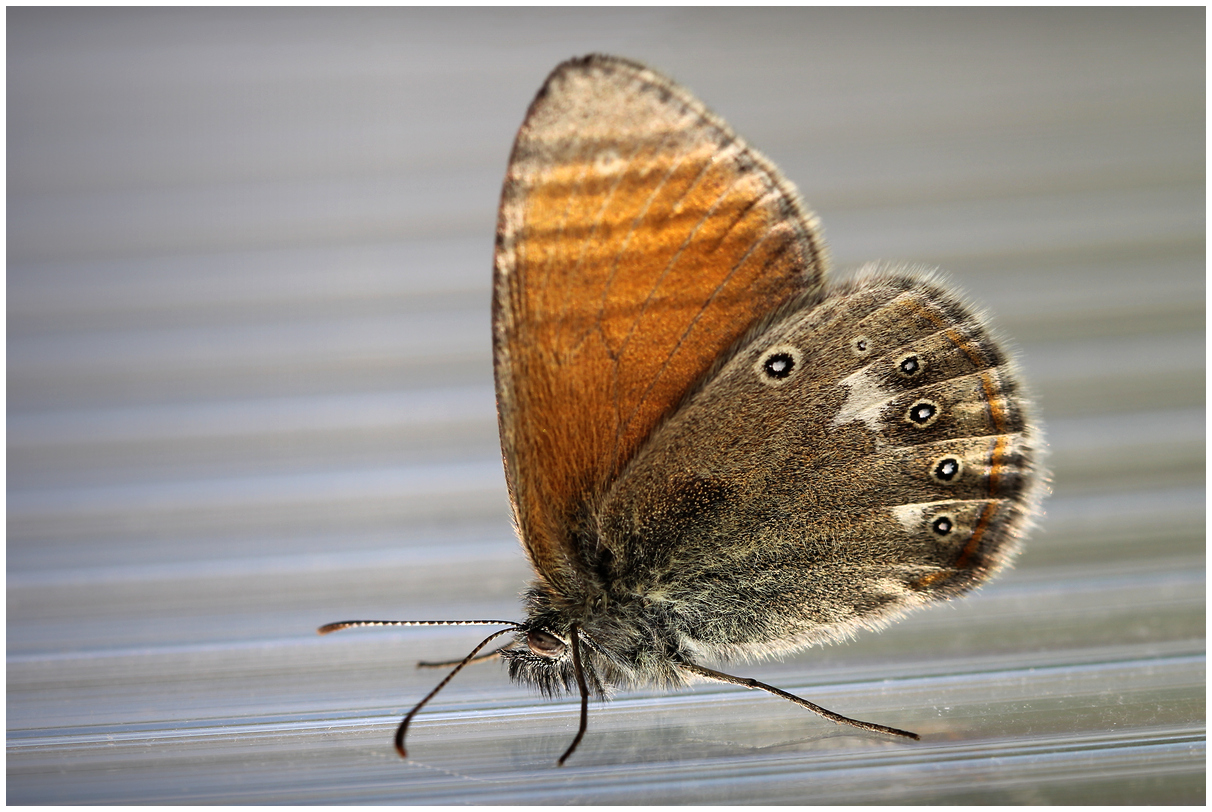 photo "On the slippery road" tags: nature, macro and close-up, 