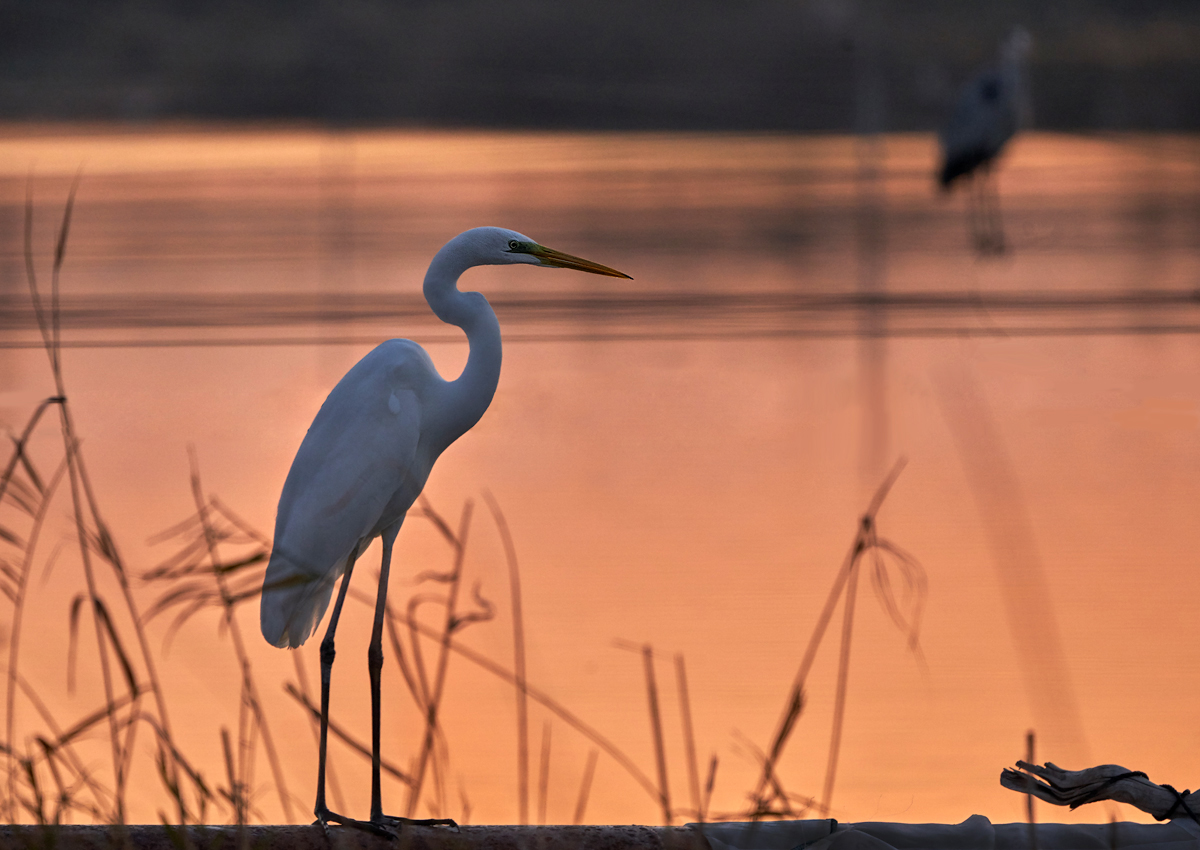 photo "Вечерний Птиц" tags: nature, Вечерний Птиц