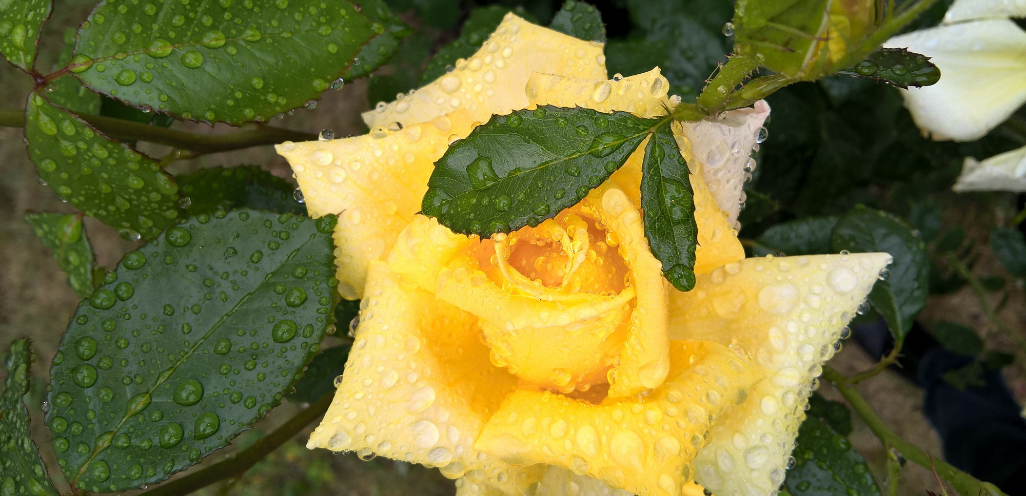 фото "Drops of rain_1" метки: , 