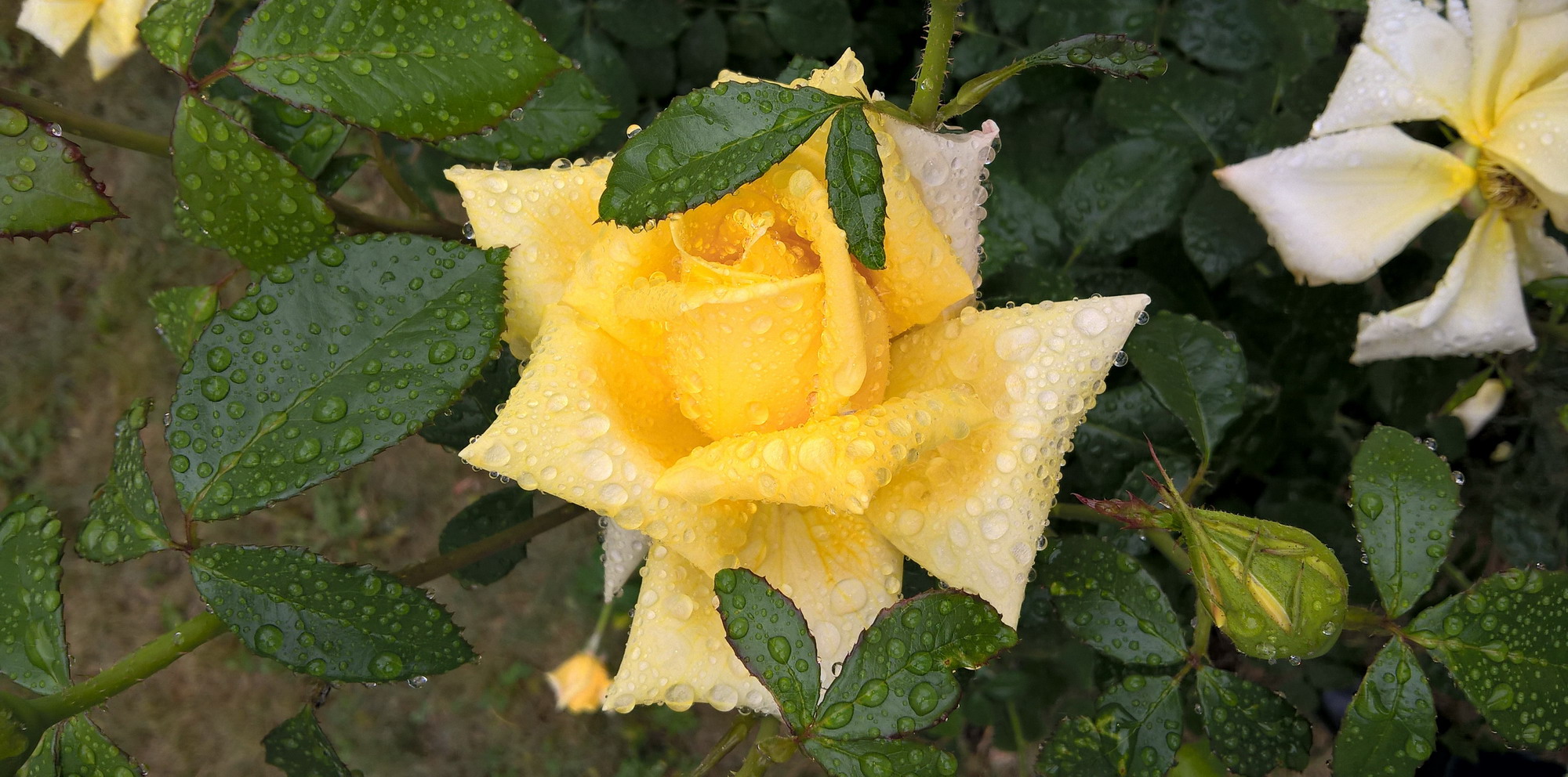 фото "Yellow drops of rain_2" метки: , 
