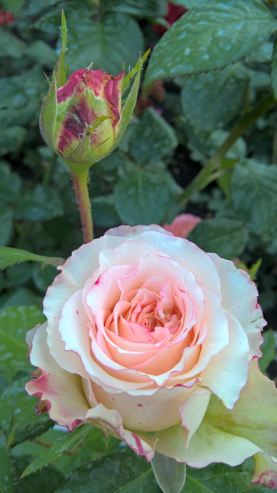 фото "Bud_2" метки: , 