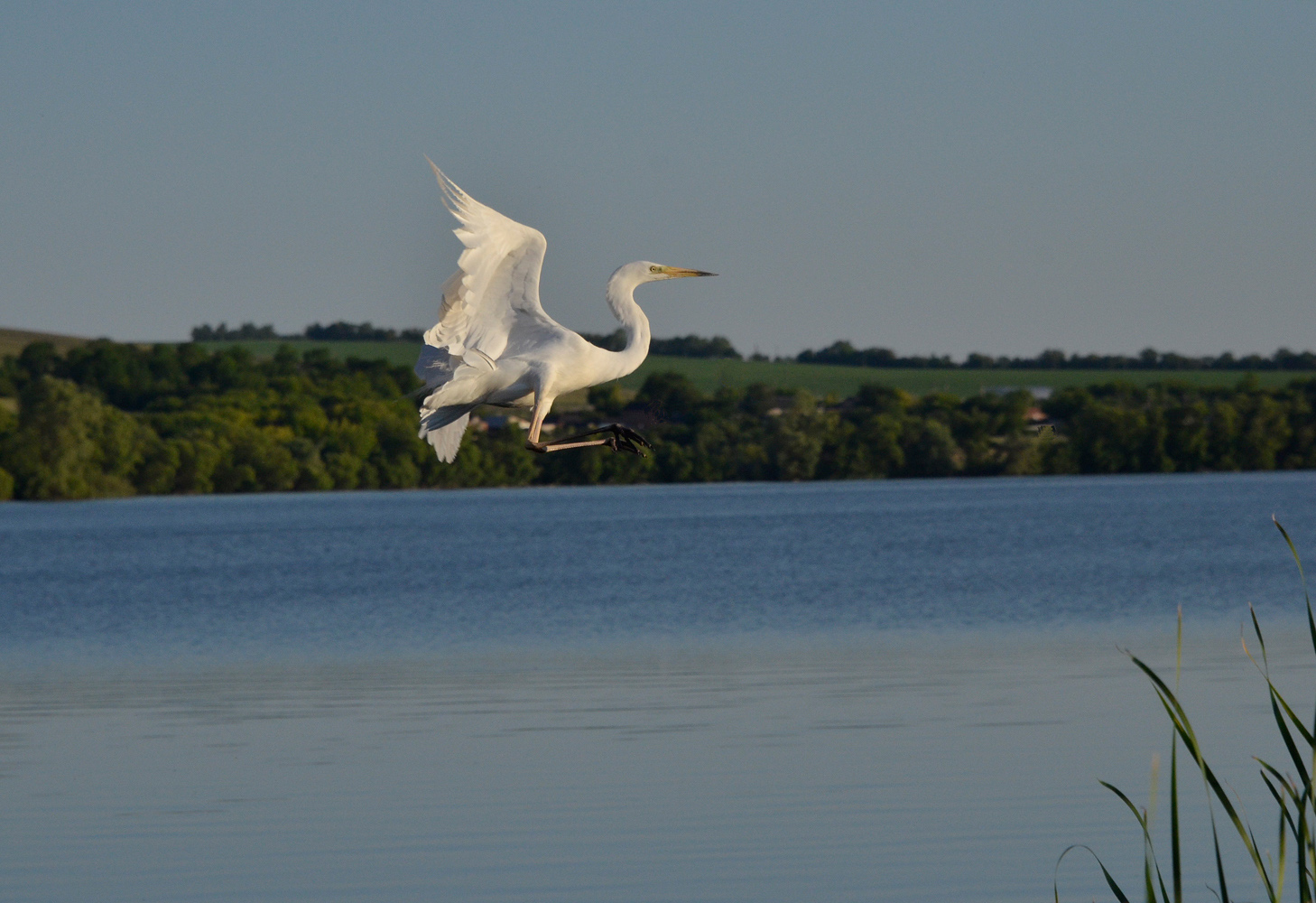 photo "***" tags: nature, heron, lake, птицы