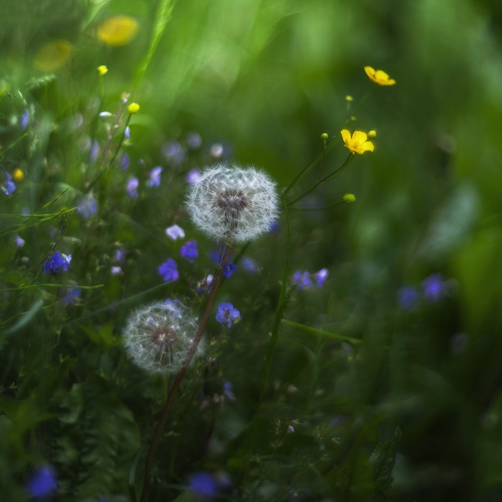 photo "***" tags: macro and close-up, 