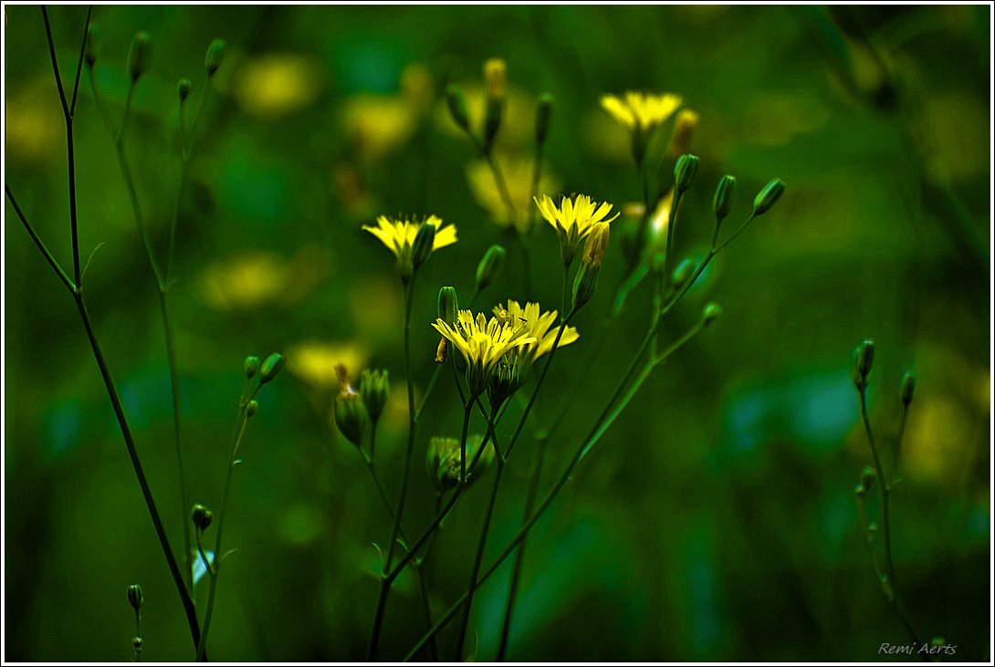 photo "***" tags: nature, macro and close-up, 