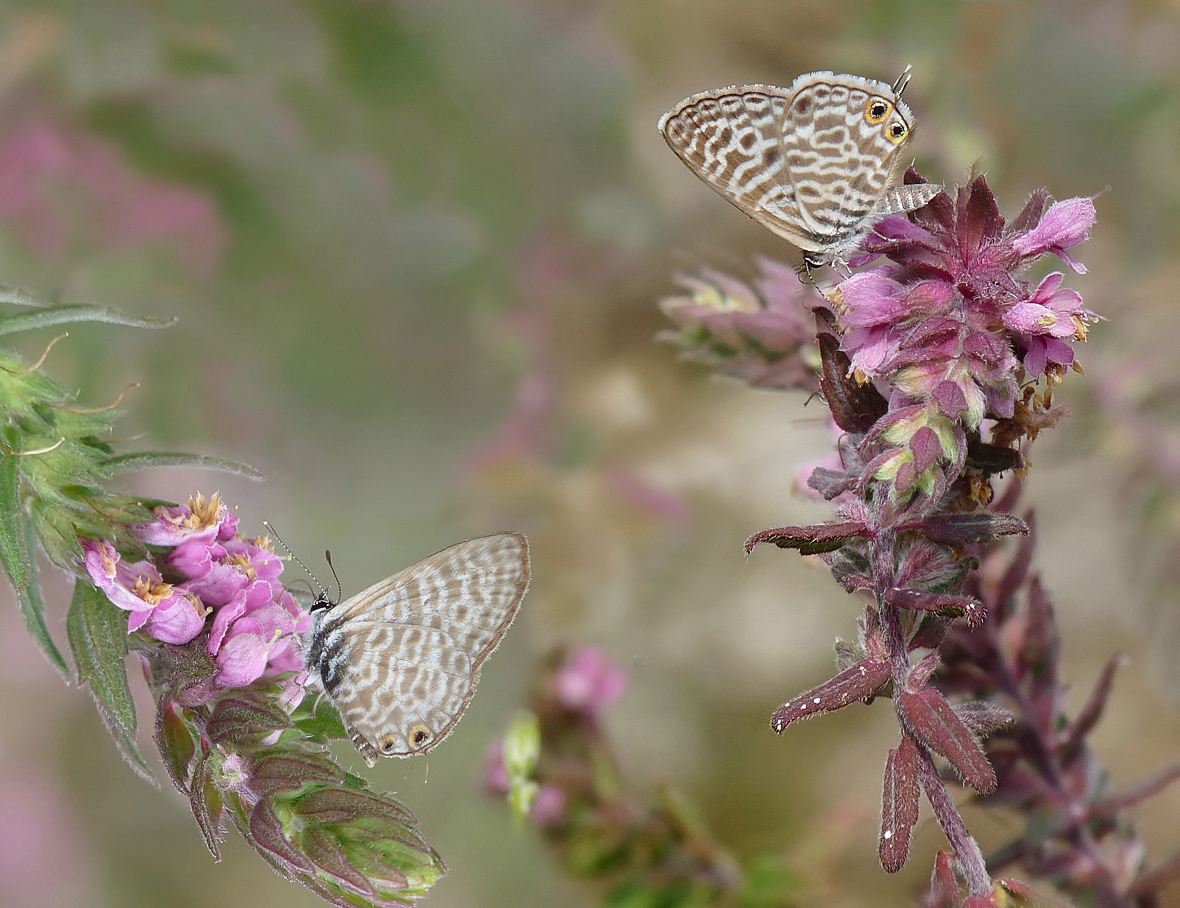 photo "***" tags: macro and close-up, insect