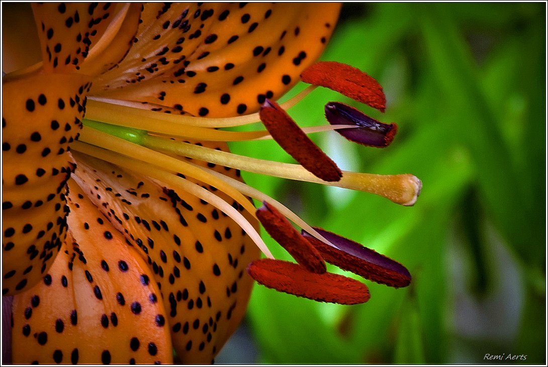 photo "***" tags: macro and close-up, nature, fragment, 