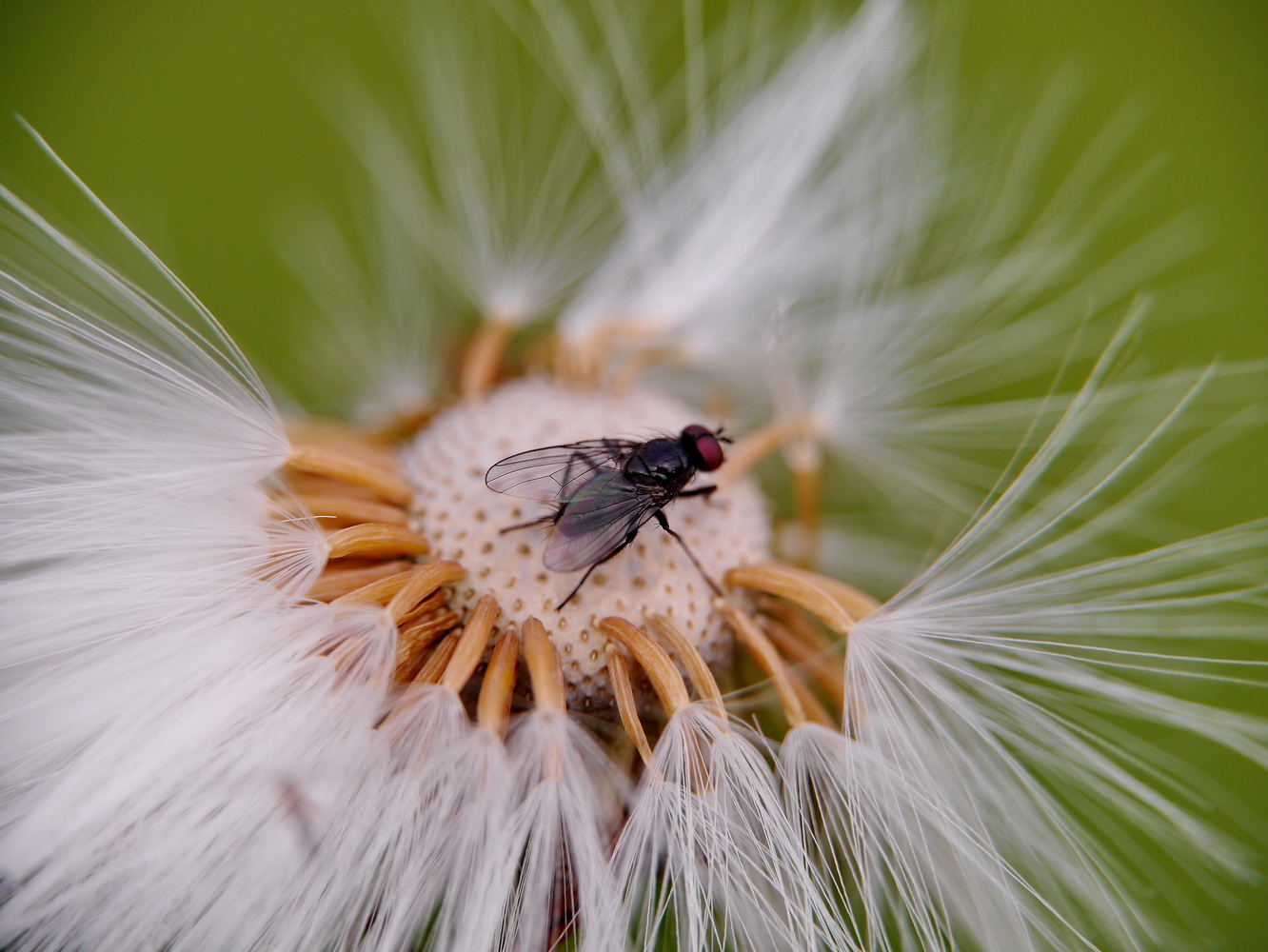 photo "***" tags: macro and close-up, 