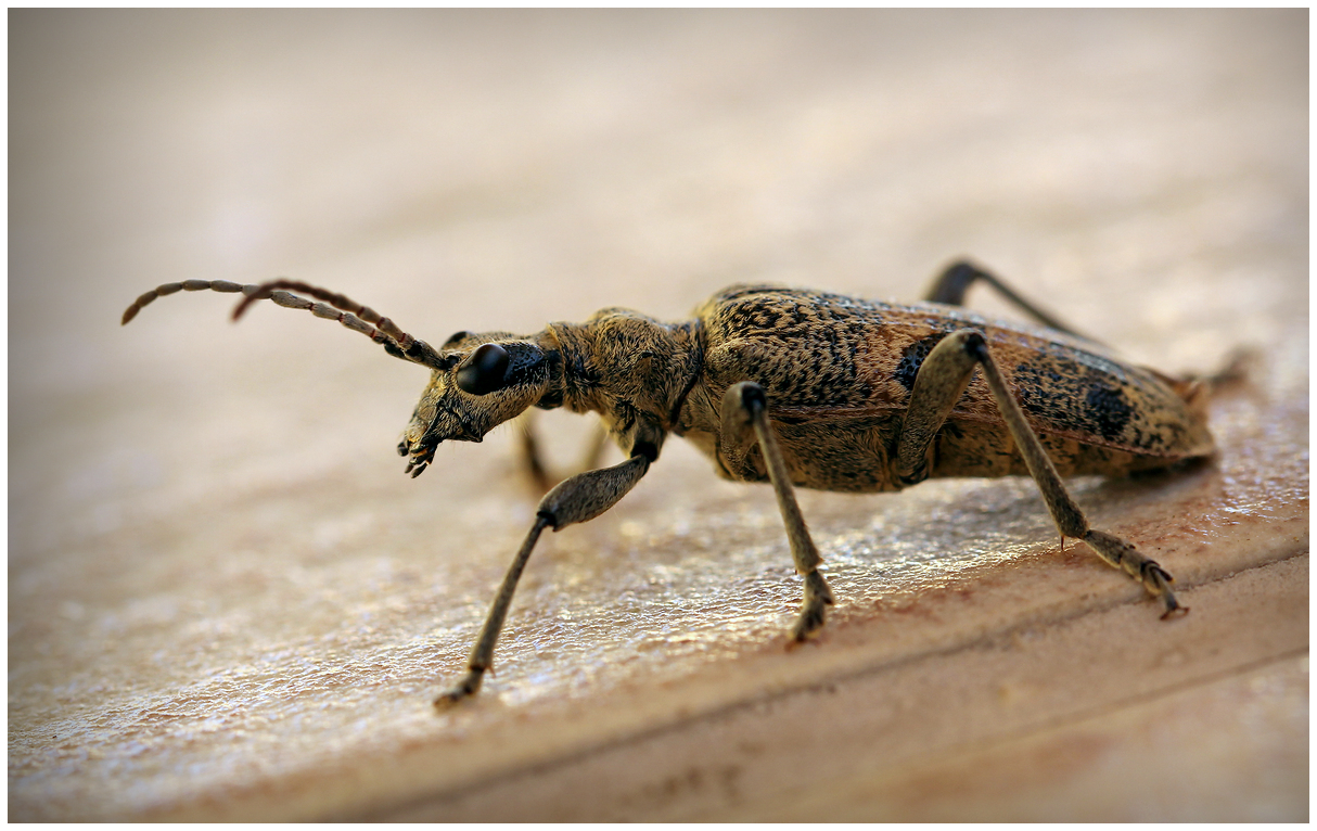 photo "Moustache" tags: nature, macro and close-up, 