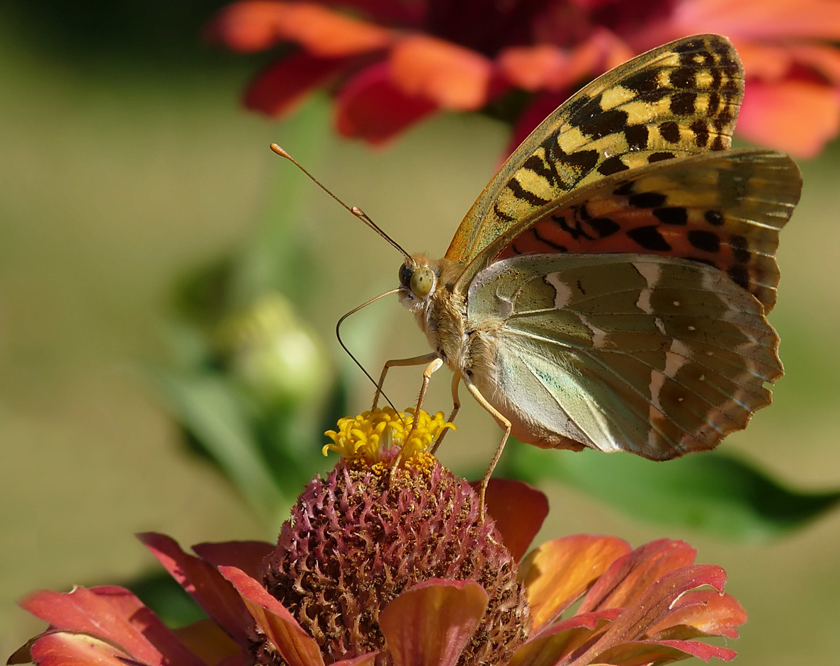 photo "***" tags: macro and close-up, insect